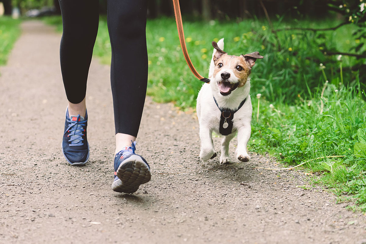 Jogger with a dog on a leash.